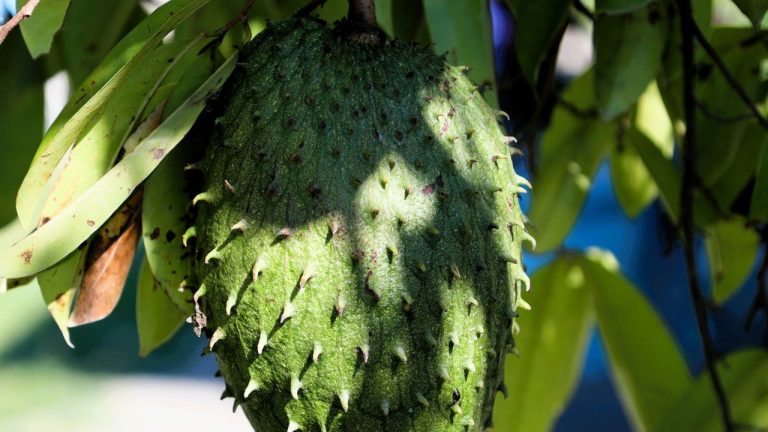 Annona muricata