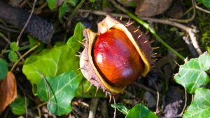 Extrait de marron d’Inde été retiré du marché